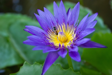 A beautiful purple lotus with the beeの写真素材