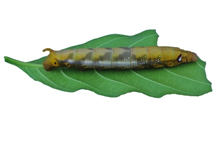 Caterpillar giant on white backgroundの写真素材