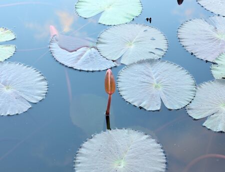 Close Up Shot of  Lotus Pink Budsの写真素材