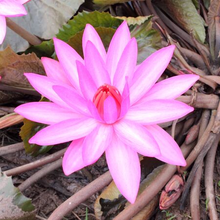 Close Up Shot of Pink Petal Lotus in the Poolの写真素材