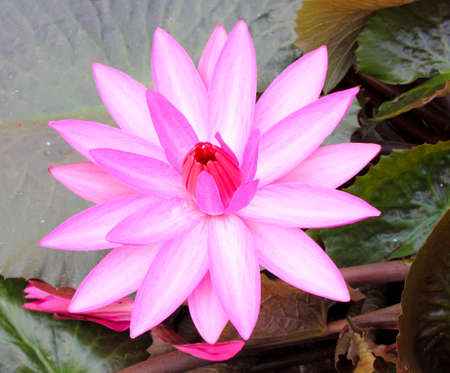 Close Up Shot of Pink Petal Lotus in the Poolの写真素材