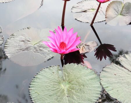 Close Up Shot of Pink Petal Lotus in the Poolの写真素材