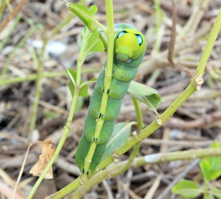 Green caterpillar on a branchの写真素材