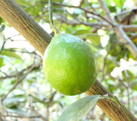 a green lemons on a treeの写真素材