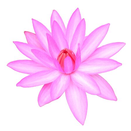 Pink lotusの写真素材