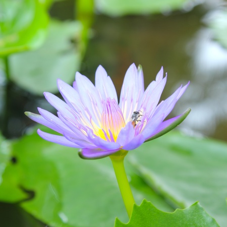 A beautiful purple lotus with the beeの写真素材