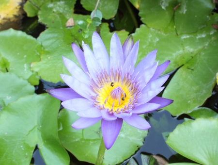 Beautiful purple lotus flower with tiny insectsの写真素材