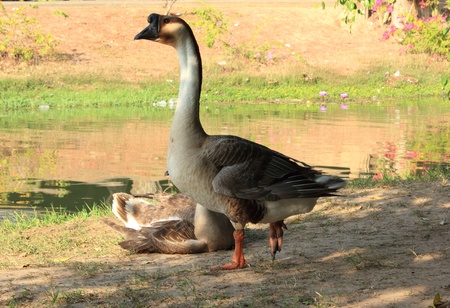 Two wild goose by the lakeの写真素材