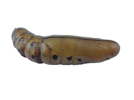   Brown chrysalis の写真素材