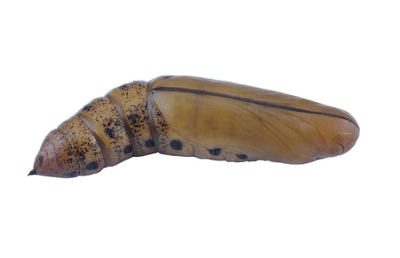  Brown chrysalis の写真素材