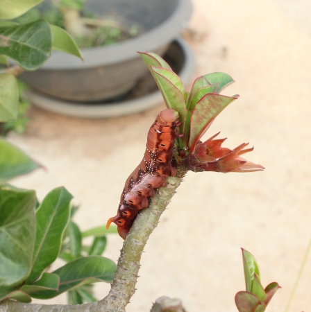 the orange caterpillars on the  branchの写真素材