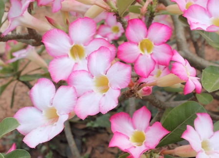 Flower Pink Adenium  Desert rose の写真素材