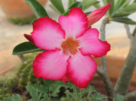 Flower Pink Adenium  Desert rose の写真素材