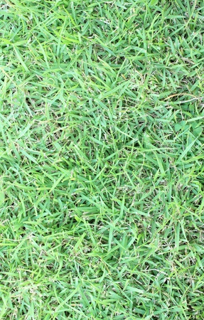 Green grass  background  Top view の写真素材