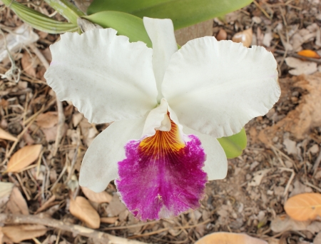 Close-up of white orchids in gardenの写真素材