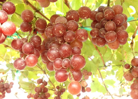 Bunches of  red grapesの写真素材