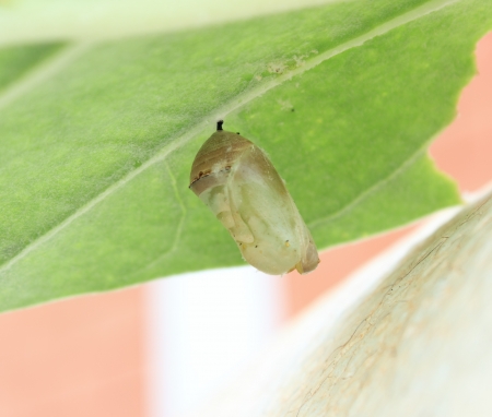 A close-up butterfly pupa detailsの写真素材