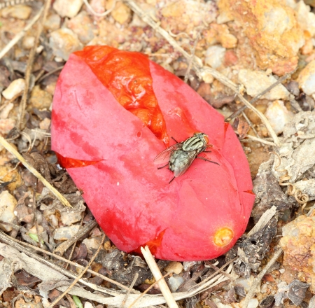 Macro of common fruit fliesの写真素材