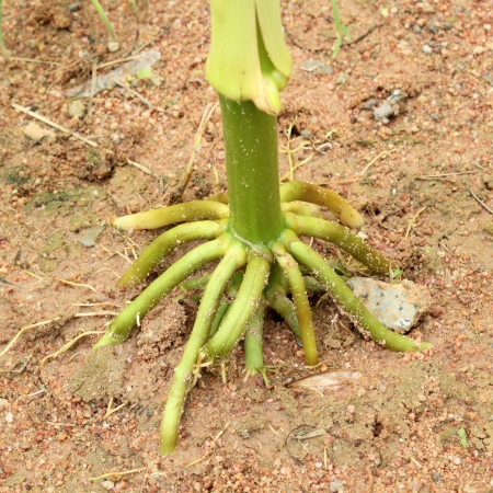 Corn  Roots in a gardenの写真素材