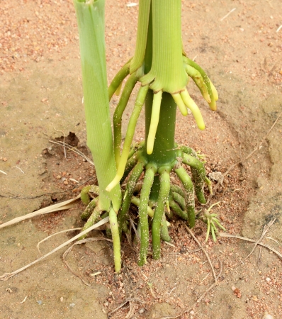 Corn  Roots in a gardenの写真素材
