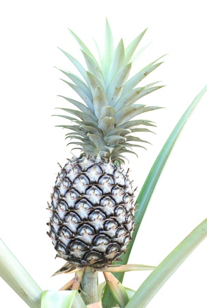 Pineapple, tropical fruit on a white backgroundの写真素材