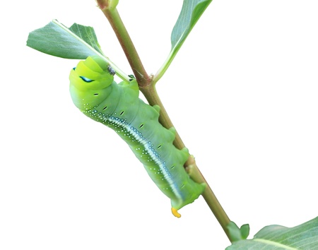 Green caterpillar on a white backgroundの写真素材