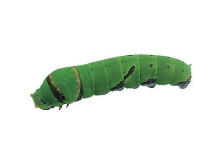 Caterpillar on  a white backgroundの写真素材