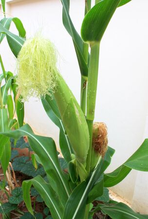 The green corn field growing upの写真素材