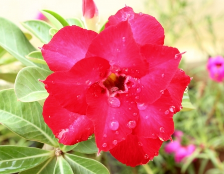 Flower Red Adenium  Desert rose の写真素材