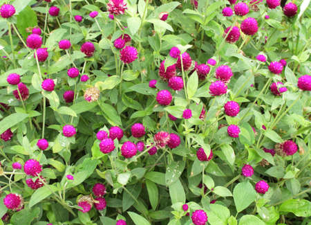 Globe amaranth  in the gardenの写真素材
