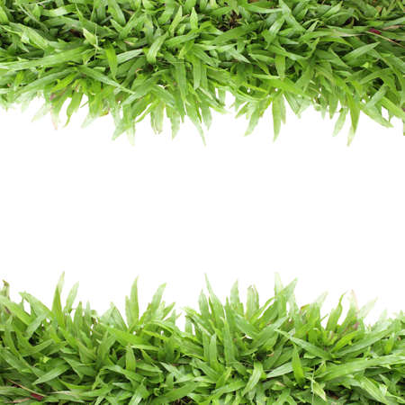 Grass frame on white background blank for textの写真素材