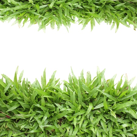 Grass frame on white background blank for textの写真素材