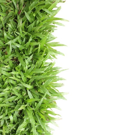 Grass frame on white background blank for textの写真素材