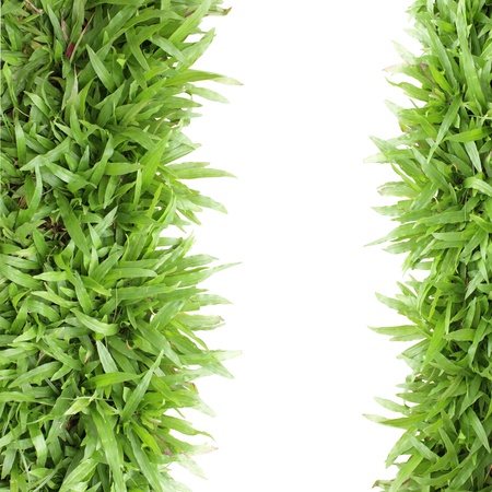 Grass frame on white background blank for textの写真素材