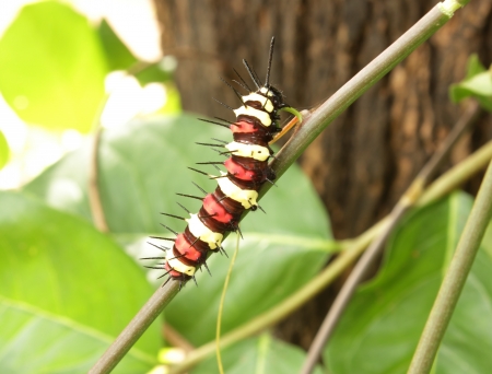 Striped caterpillar on a branchの写真素材