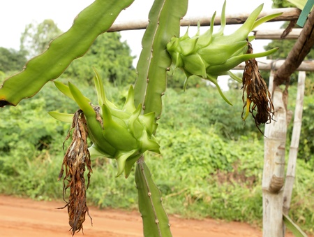 dragon fruit on a treeの写真素材