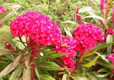 Plumed cockscomb flowers in the gardenの写真素材