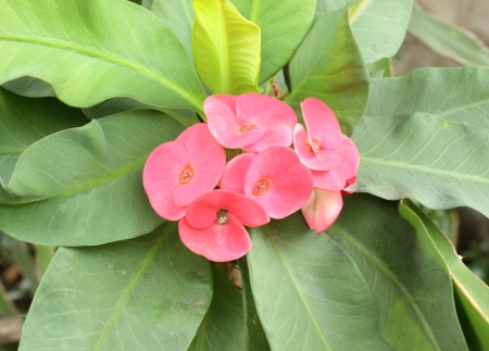 Poi Sian flowers, red flowersの写真素材