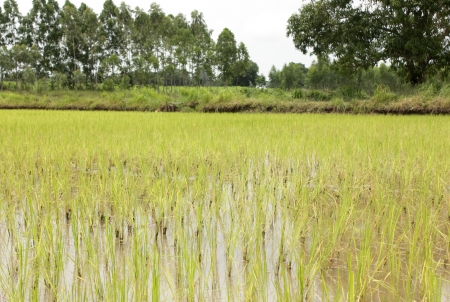 field rice and the  sky in the thailandの写真素材