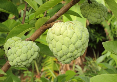 Annona squamosa  fruit on treeの写真素材