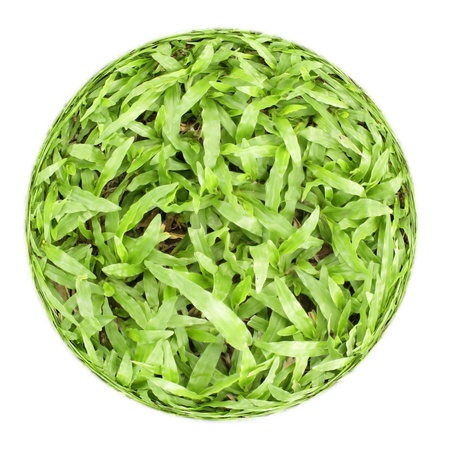 Green grass ball on white backgroundの写真素材