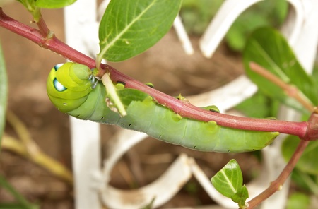 Green caterpillar on a branchの写真素材