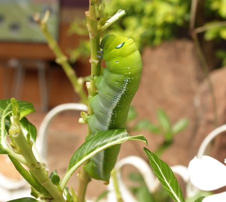 Green caterpillar on a branchの写真素材