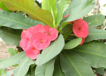 Poi Sian flowers, red flowersの写真素材