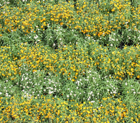 Beautiful background of Flowers in gardenの写真素材
