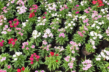 Dianthus flowers in a gardenの写真素材