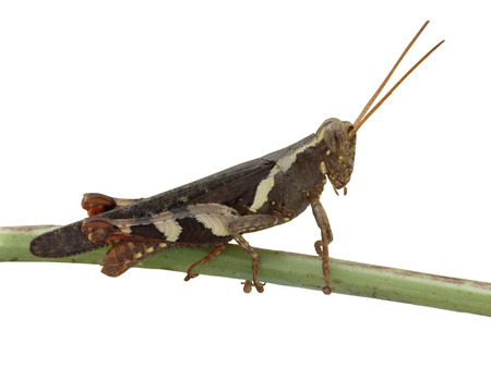 One grasshopper on a branchの写真素材