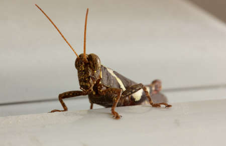 One grasshopper on a branchの写真素材