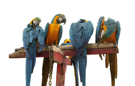 Colorful parrots on white background.の写真素材