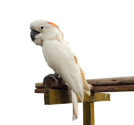 Parrot on a white background.の写真素材